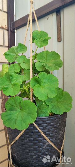 Пеларгония герань