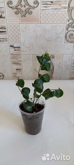 Фикусы разные