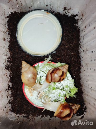 Улитки ахатины бесплатно