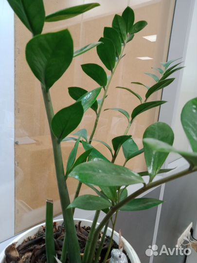 Комнатные растения разные цветы