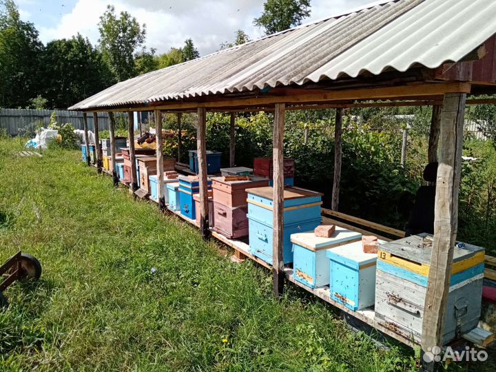 Продаётся мед с собственной пасеки