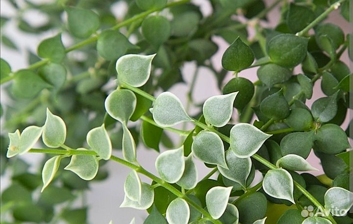 Дисхидия миллион сердец вар