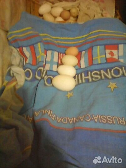 Инкубационное яйцо: Утиное, Индюшиное,Куриное