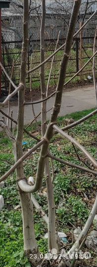 Продаю саженец грецкого ореха 5 лет