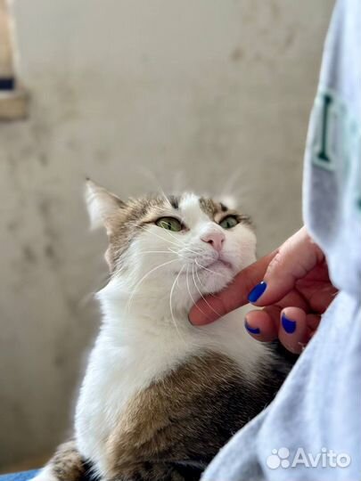 Отдам в добрые руки