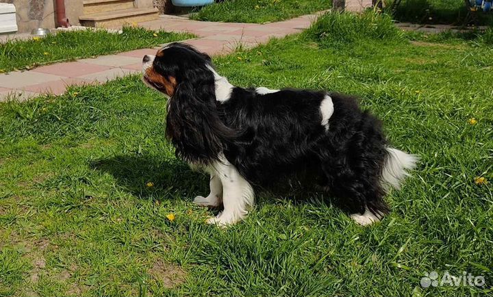 Кавалер кинг чарльз спаниель вязка