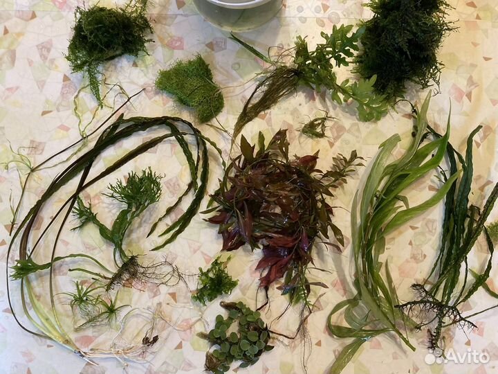 Большая прополка