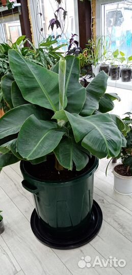 Комнатные растения цветы большие