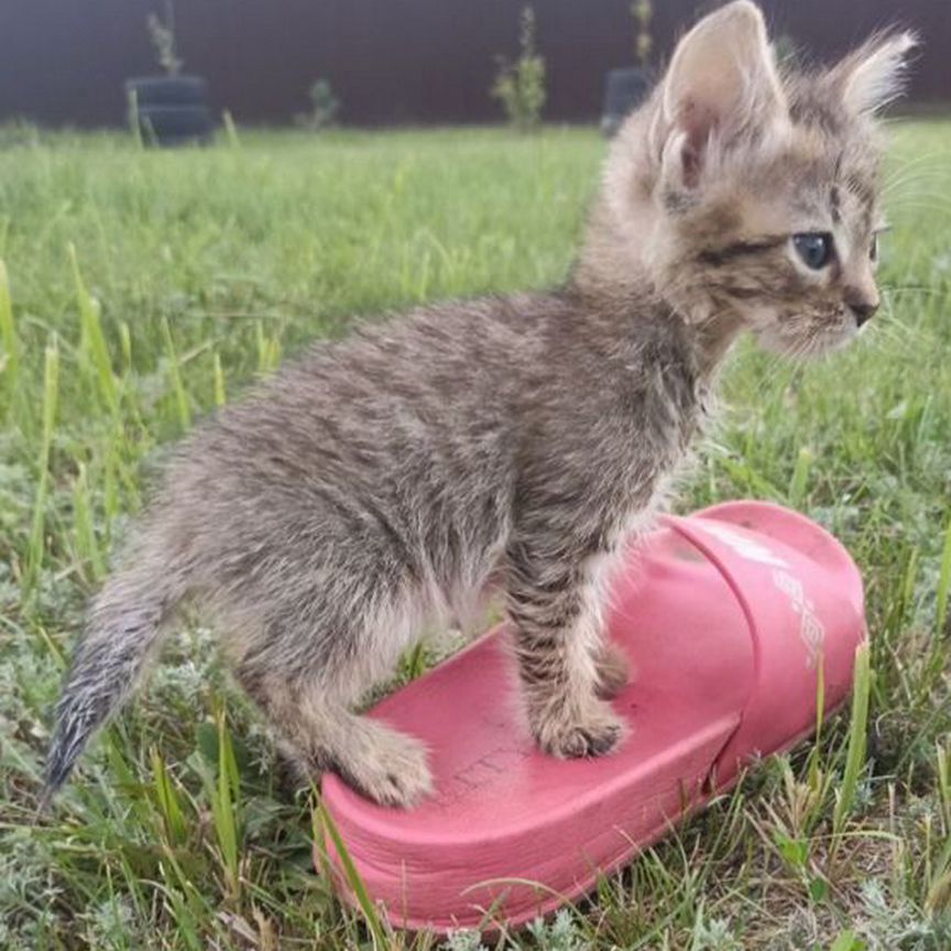 Котята в добрые руки приучены к лотку