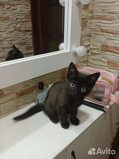 Кошки в добрые руки бесплатно