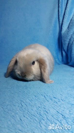 Карликовый кролик