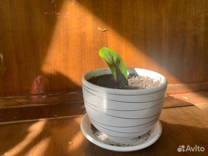 Замиокулькас