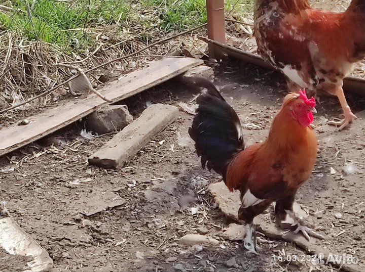 Декоративные петухи