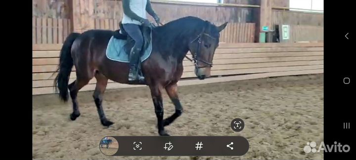 Лошади в аренду