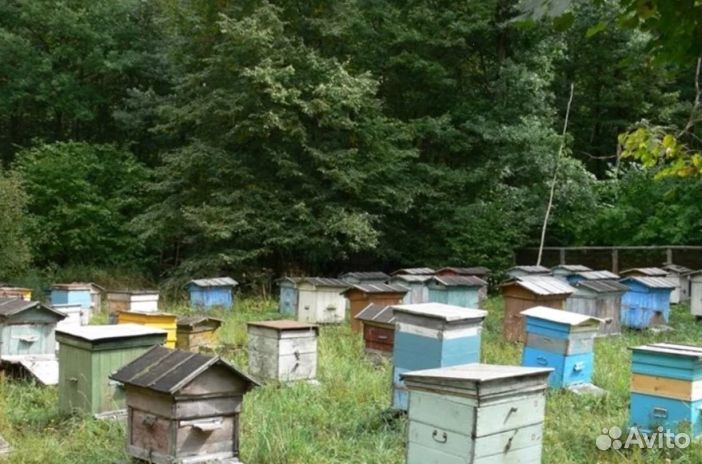 Мед натуральный с Алтая опт от 16кг