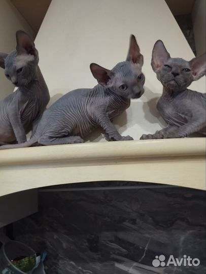 Канадский сфинкс котенок