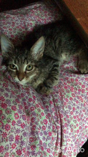 Кошка в дар бесплатно