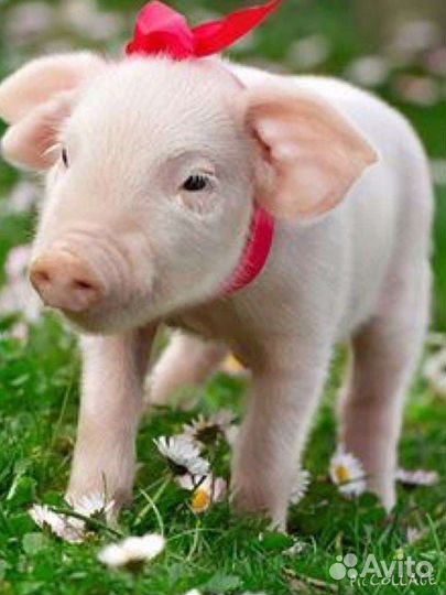 Поросята домашние