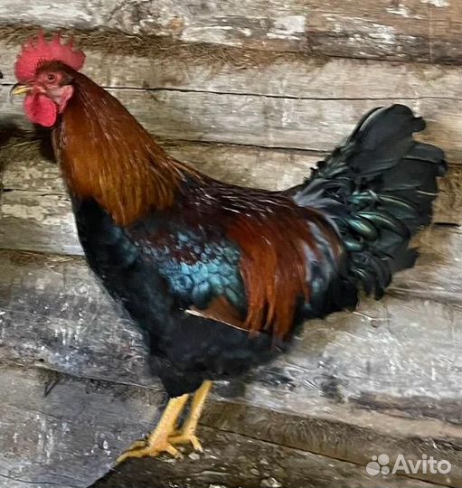 Петухи большие харошие если купите не пожелеете