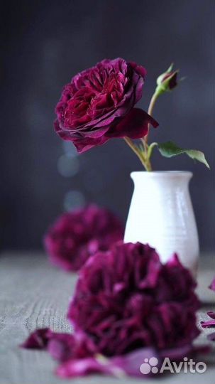 Маникюр,педикюр