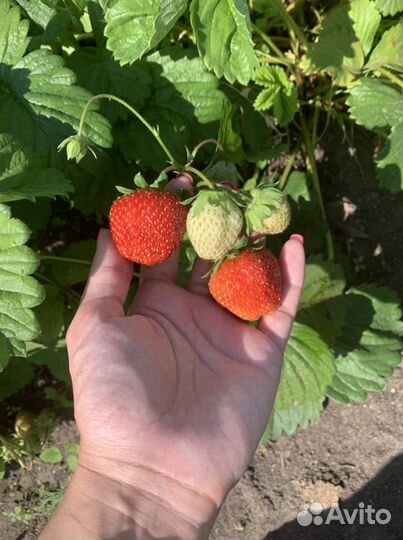 Рассада клубники вьющейся