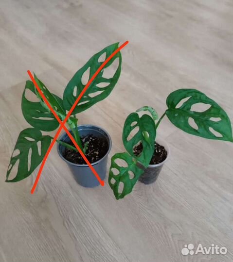 Разные комнатные