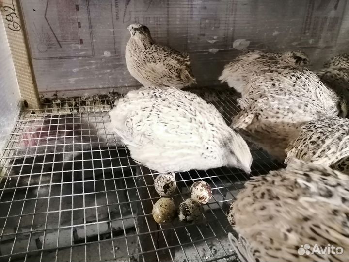 Перепела породы Феникс, перепелки-несушки на яйца