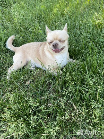 Вязка чихуахуа