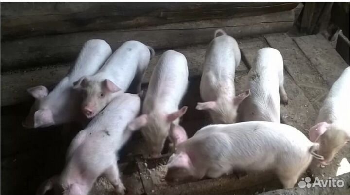 Поросята