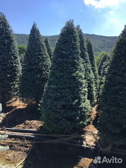 Элитные стриженные голубые ели Глаука 230 см