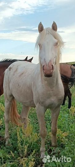 Жеребец Альбинос