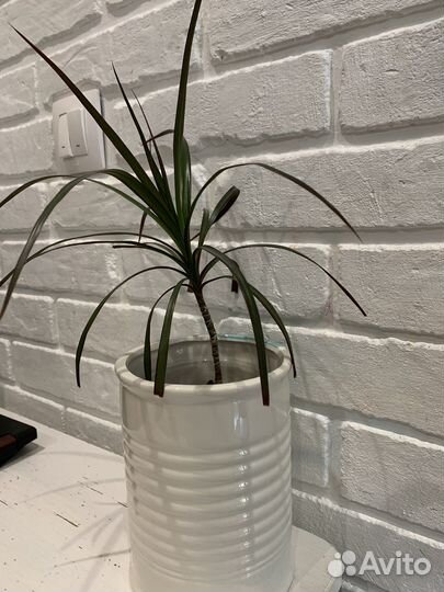 Драцена Маргината