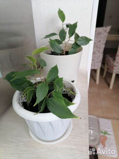 Фикус бенджамина