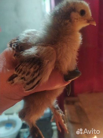 Цыплята домашние