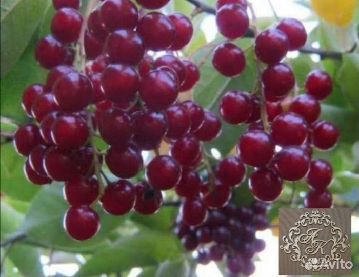 Красная черемуха