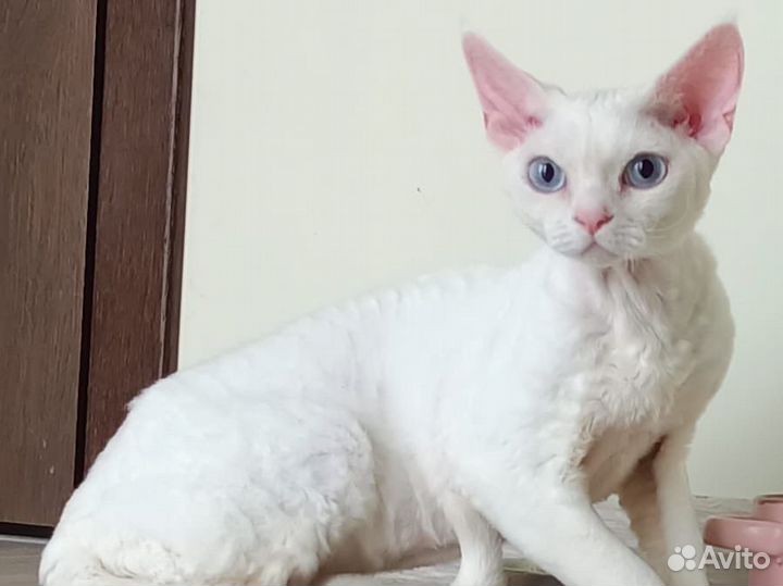 Кот девон-рекс