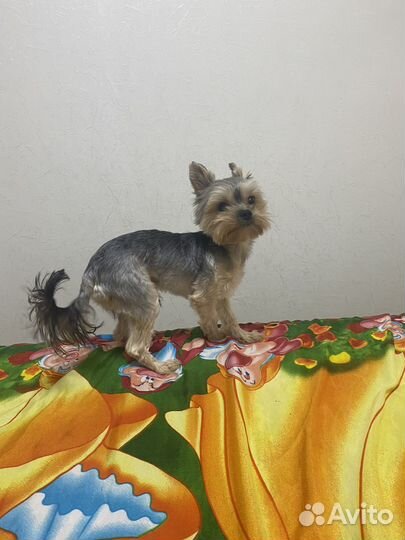 Йоркширский терьер мини
