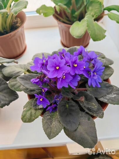 Цветы в горшках фиалка