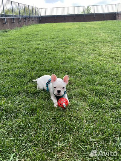 Французский бульдог девочка