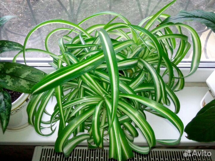 Хлорофитум хохлатый кудрявый Бонни