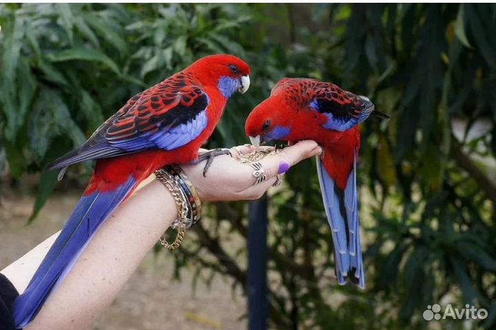 Попугаи оптом