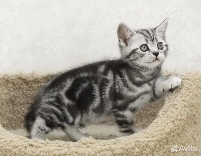 Британские котята