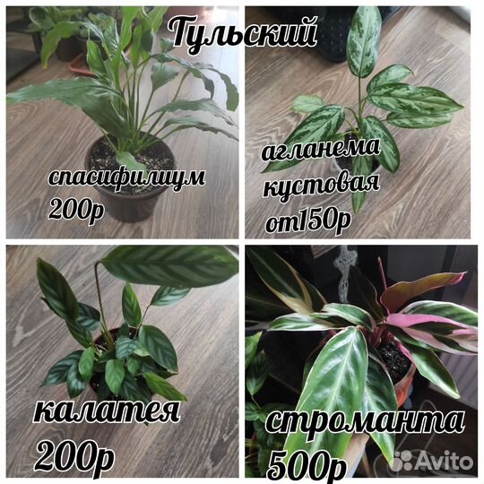 Продаю излишки комнатные цветы