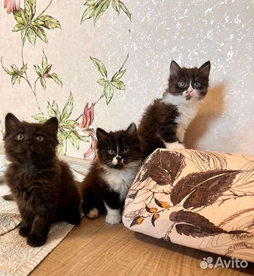 Котенок Принцесса