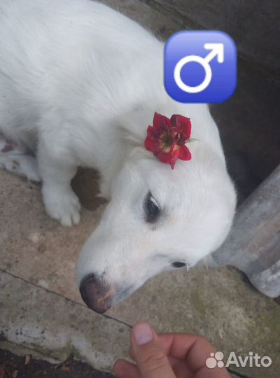 Собака в добрые руки