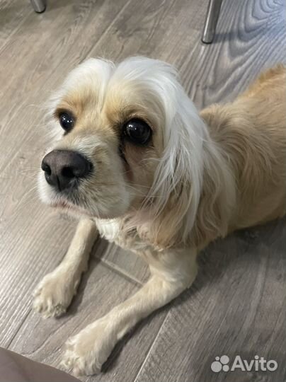 Собака в добрые руки