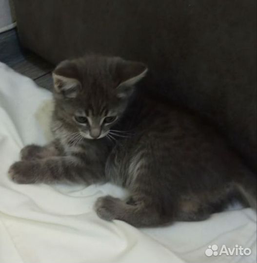 Кошка в дар