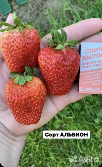 Клубника Мурано Крапо10 Клери Джоли Априка Маша