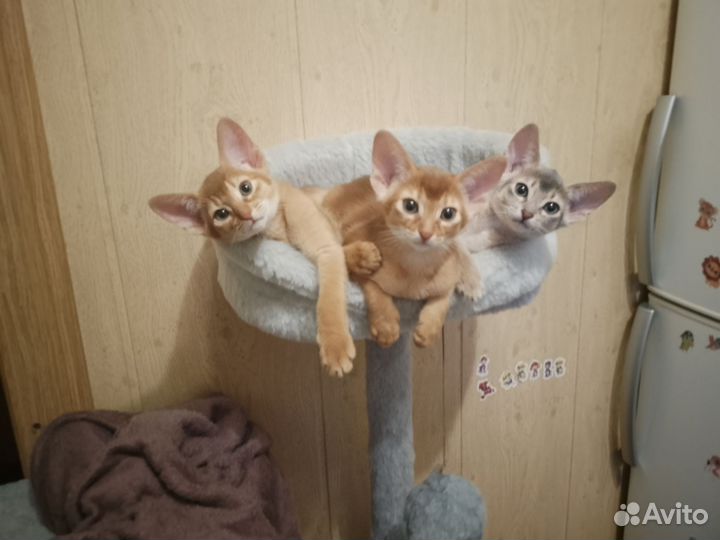 Абиссинские котята с документами