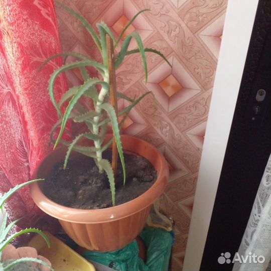 Цветок алоэ